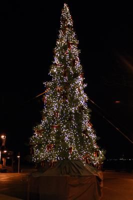 Un sapin de 40 pieds de hauteur sera installé au parc portuaire pour la prochaine période des Fêtes. COURTOISIE