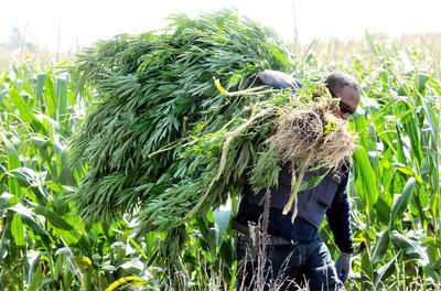 C'est un total de 10 600 plants qui ont été saisis par les forces de l'ordre. DIANA MARTIN/ THE CHATHAM DAILY NEWS/ QMI AGENCY