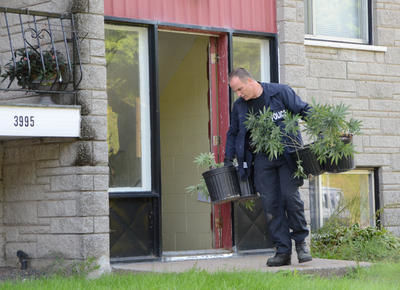 Les forces de l ordre ont saisi plus de 300 plants dans un immeuble à logement de la rue Sainte-Marguerite à Trois-Rivières. Trois-Rivières le 14 septembre 2011. NICOLAS DUCHARME/L'ÉCHO DE TROIS-RIVIÈRES/AGENCE QMI