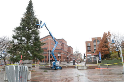 Le sapin de 40 pieds qui trône au parc portuaire aurait peut-être pu être fourni par la Sapinière de la Mauricie, qui possède des arbres de cette taille. ] GUILLAUME JACOB/L'ÉCHO DE TROIS-RIVIÈRES/AGENCE QMI