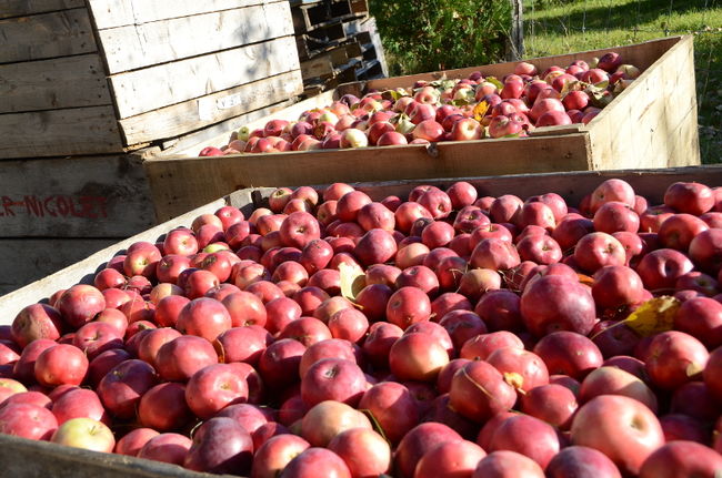 Le prix de la pomme double