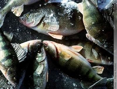 Finie la pêche à la perchaude sur le lac Saint-Pierre, du moins pour les cinq prochaines années. PHOTO: TVA