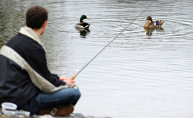 Le ministère des Ressources naturelles et de la Faune veut imposer un moratoire de cinq ans pour la pêche à la perchaude dans le Lac St-Pierre.