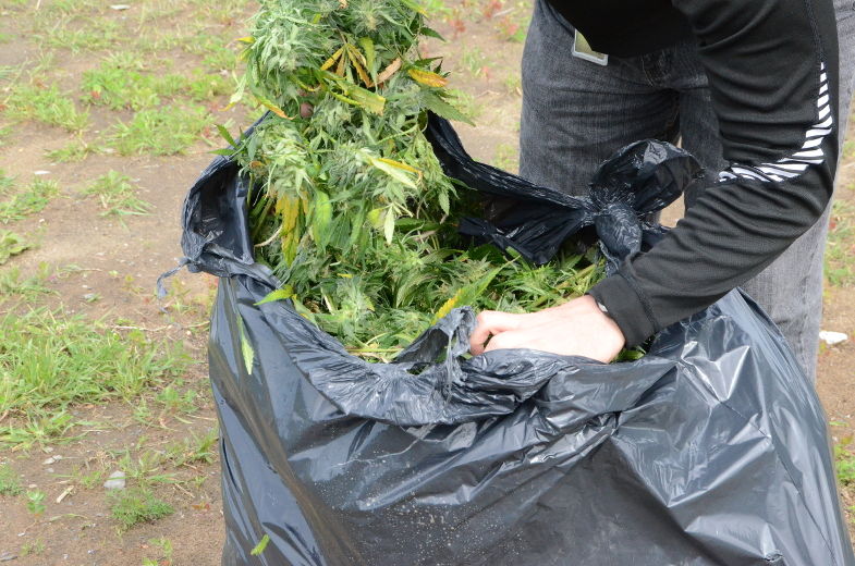 Rafle contre des producteurs de cannabis