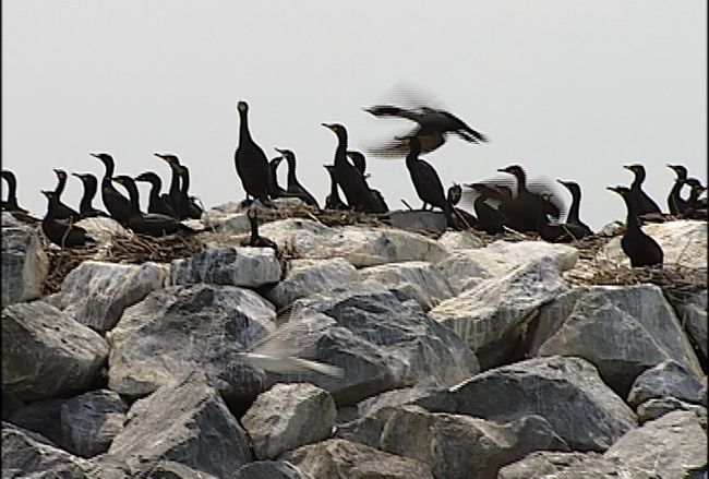 Le ministère procédera à l’abattage de cormorans
