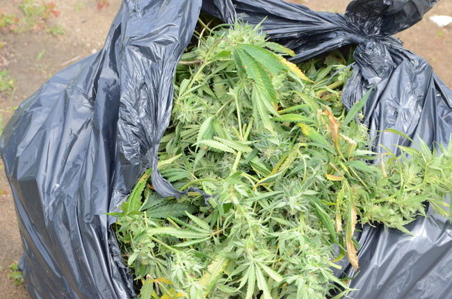 Saisie de cannabis à St-François-du-Lac