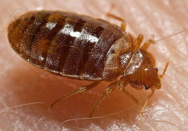Le nombre de cas d’infestation de punaises de lit se serait stabilisé depuis environ un an dans la région.