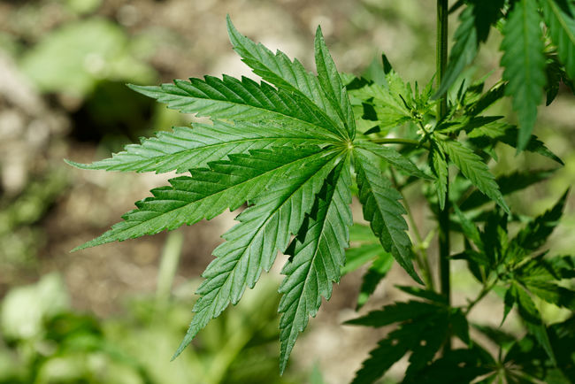 Une soixantaine de policiers de la Sûreté du Québec procèdent toute la journée à des saisies de cannabis sur le territoire de la Mauricie et du Centre-du-Québec.