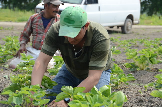 Les travailleurs immigrants pourraient bientôt être la seule main d'oeuvre disponible pour les cultivateurs québécois.