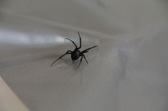 Une veuve noire a été trouvée par l'employé d'une entreprise de Trois-Rivières mercredi après-midi.