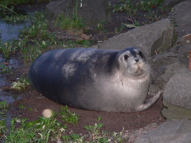 Ce phoque barbu a été photographié sur une plage à proximité de Lévis, en juillet dernier.