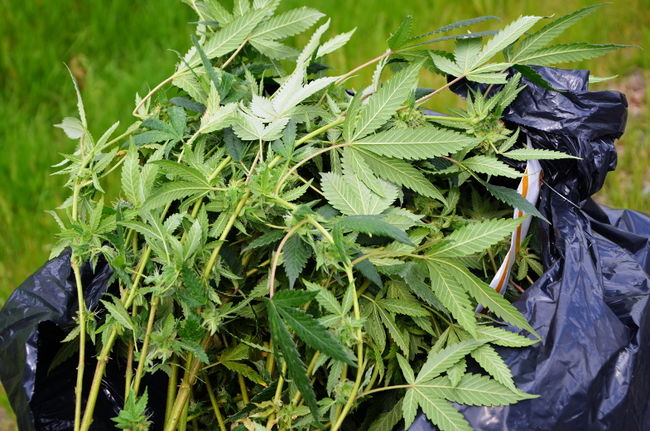 Saisie de cannabis à Yamachiche