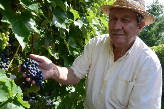 Gilles Harbour est le propriétaire du vignoble le Clos des Vieux Chênes, à Bécancour.