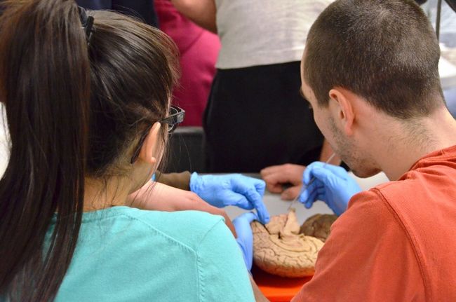 L’Écho a assisté à un cours d’anatomie où les étudiants de chiropratique étudiaient le cerveau