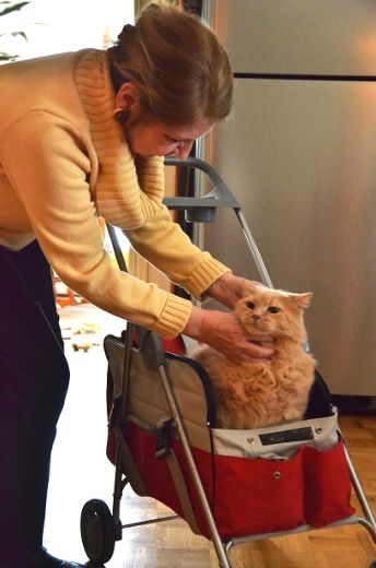 Au lieu d’une cage, Lisette Loranger utilise un carrosse pour transporter son chat chez le vétérinaire.