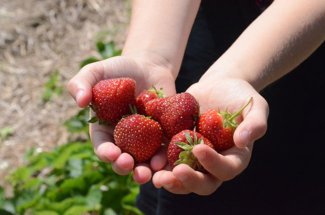 La récolte de fraises a été bonne en Mauricie cette année.