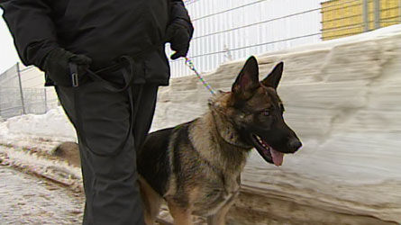 Les chiens de protection sont de plus en plus en demande.
