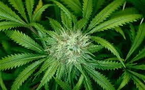 Perquisition à Manseau pour une plantation de cannabis