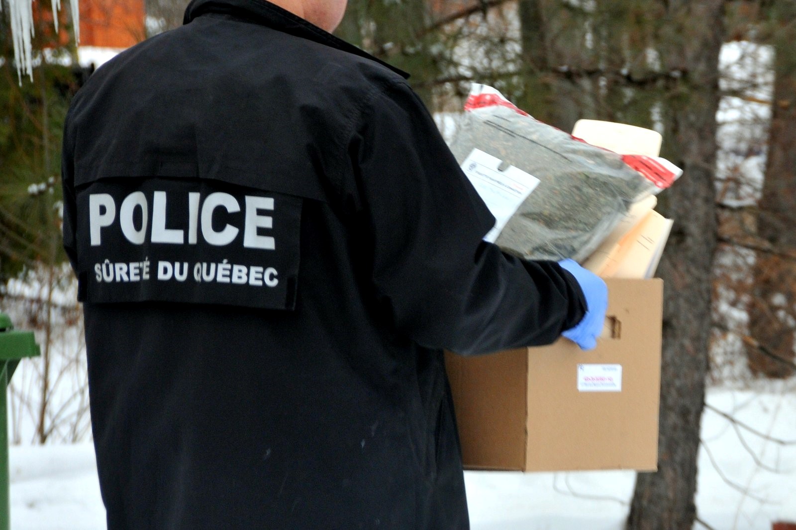 Démantèlement de cultures de cannabis: neuf arrestations