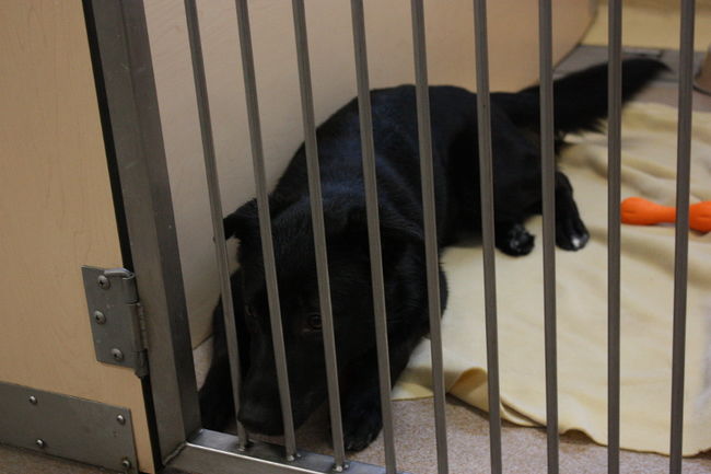 La SPA Mauricie signale une baisse de 8,5 % des adoptions en 2013.