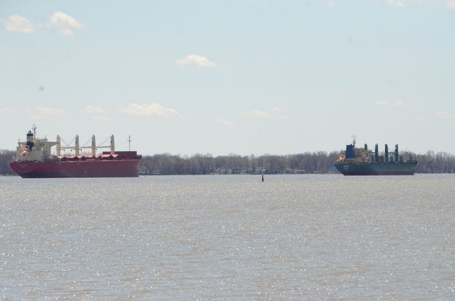 Le Fédéral Tambo (à gauche), l’Abdala (à droite), le Hongxin Ocean et l’Ebroborg sont amarrés près de Trois-Rivières depuis plusieurs jours et plusieurs semaines en attendant de pouvoir se charger de grain au port de Trois-Rivières. 
