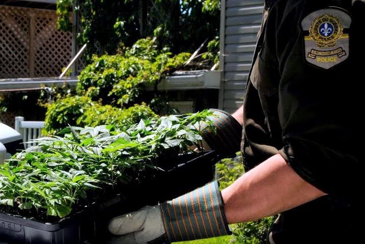 Yamachiche: Patrick Boies arrêté pour production de cannabis