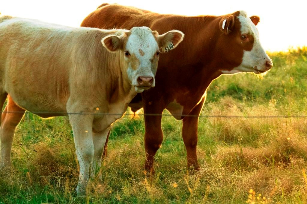 Les producteurs de bovins de la Mauricie veulent augmenter la production de 50 %