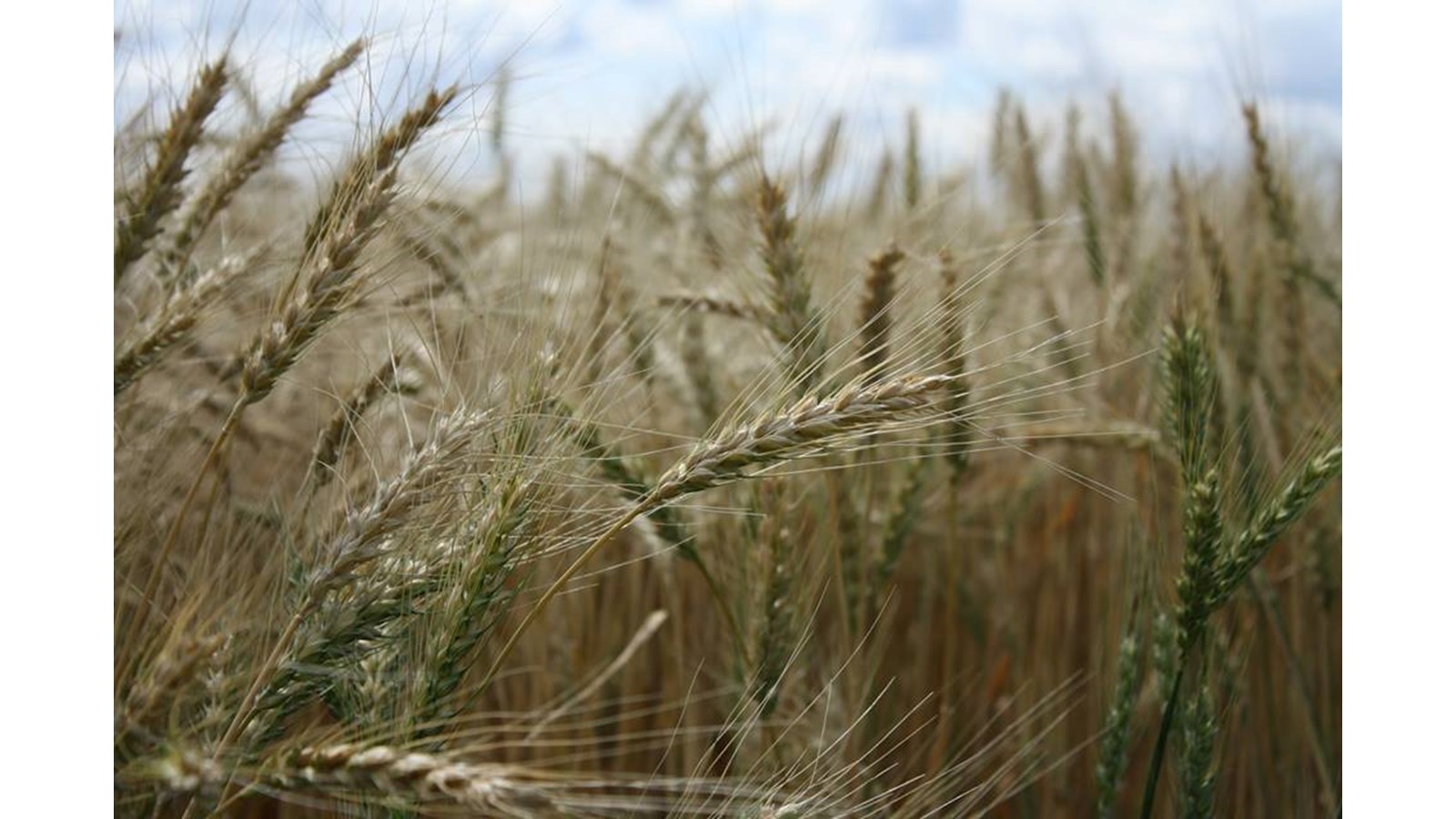 Les producteurs de grains ne craignent pas la politique bioalimentaire