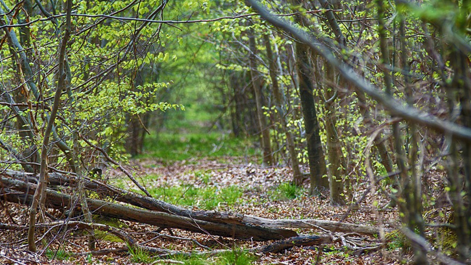Lutter contre les changements climatiques en investissant dans les forêts