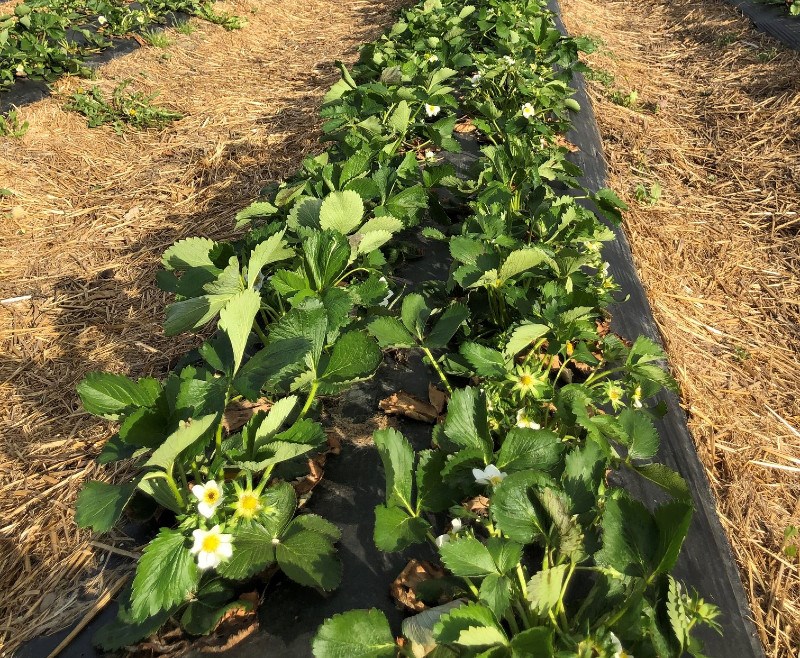 Les champs de fraises sont en production.