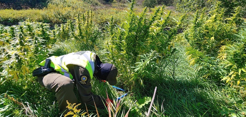 En Mauricie, une journée d'éradication de plants de cannabis pour la Sûreté du Québec