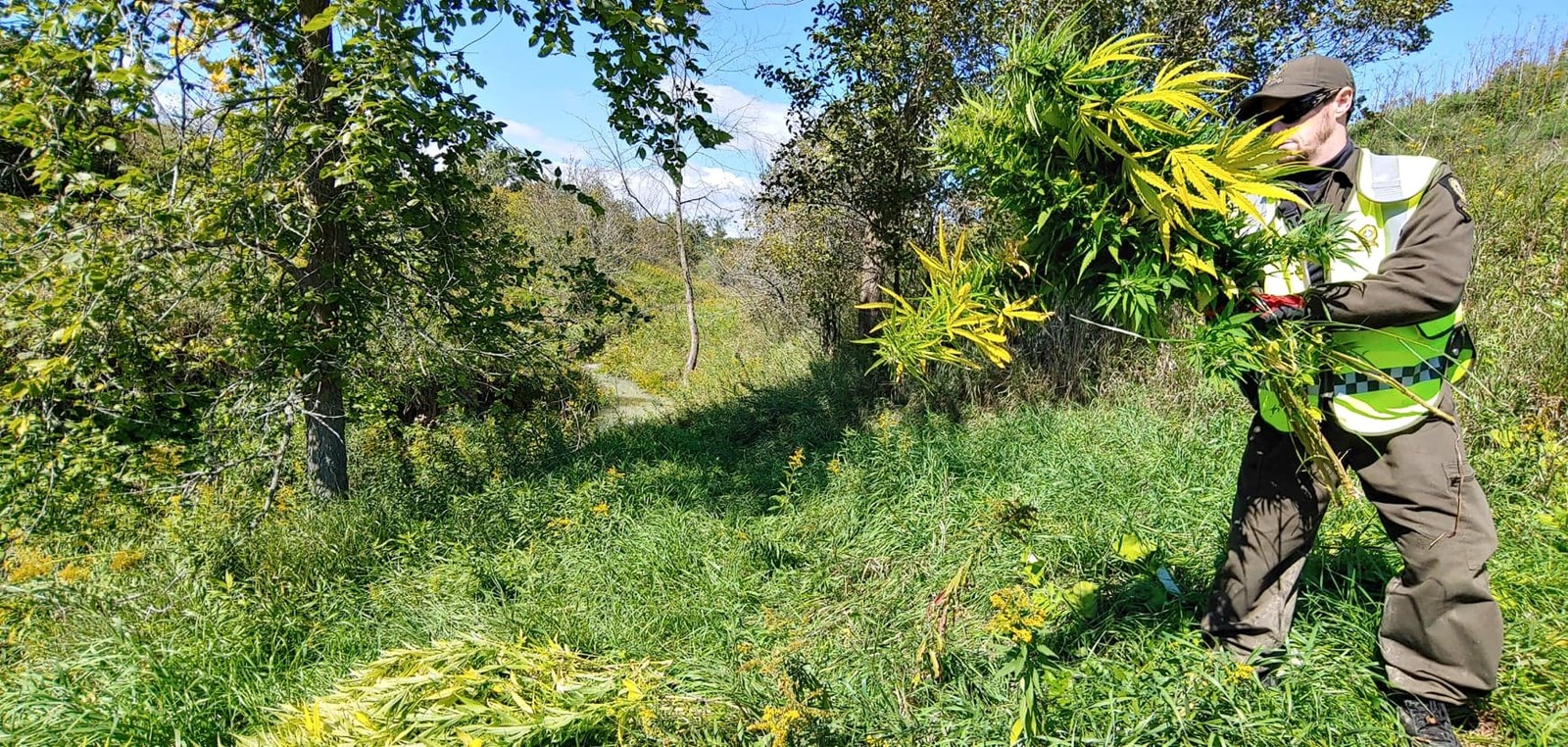 En Mauricie, une journée d'éradication de plants de cannabis pour la Sûreté du Québec