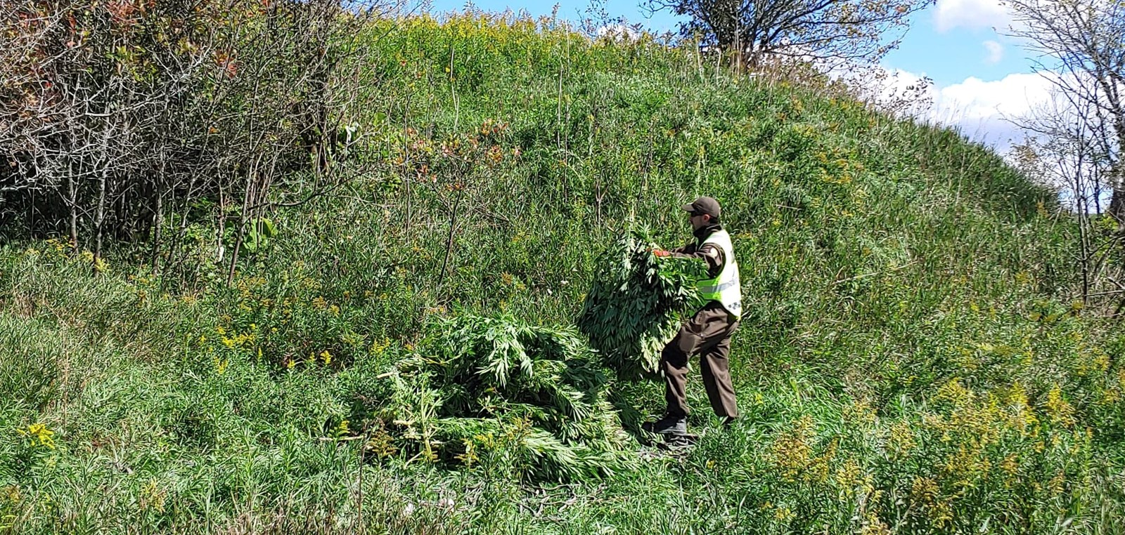 En Mauricie, une journée d'éradication de plants de cannabis pour la Sûreté du Québec