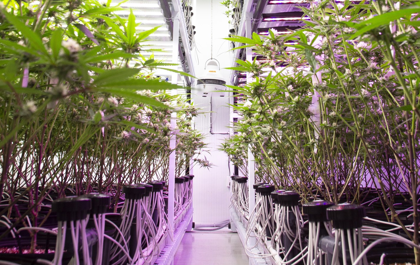 AGROPOD signe une entente avec un micro-producteur de cannabis de la région