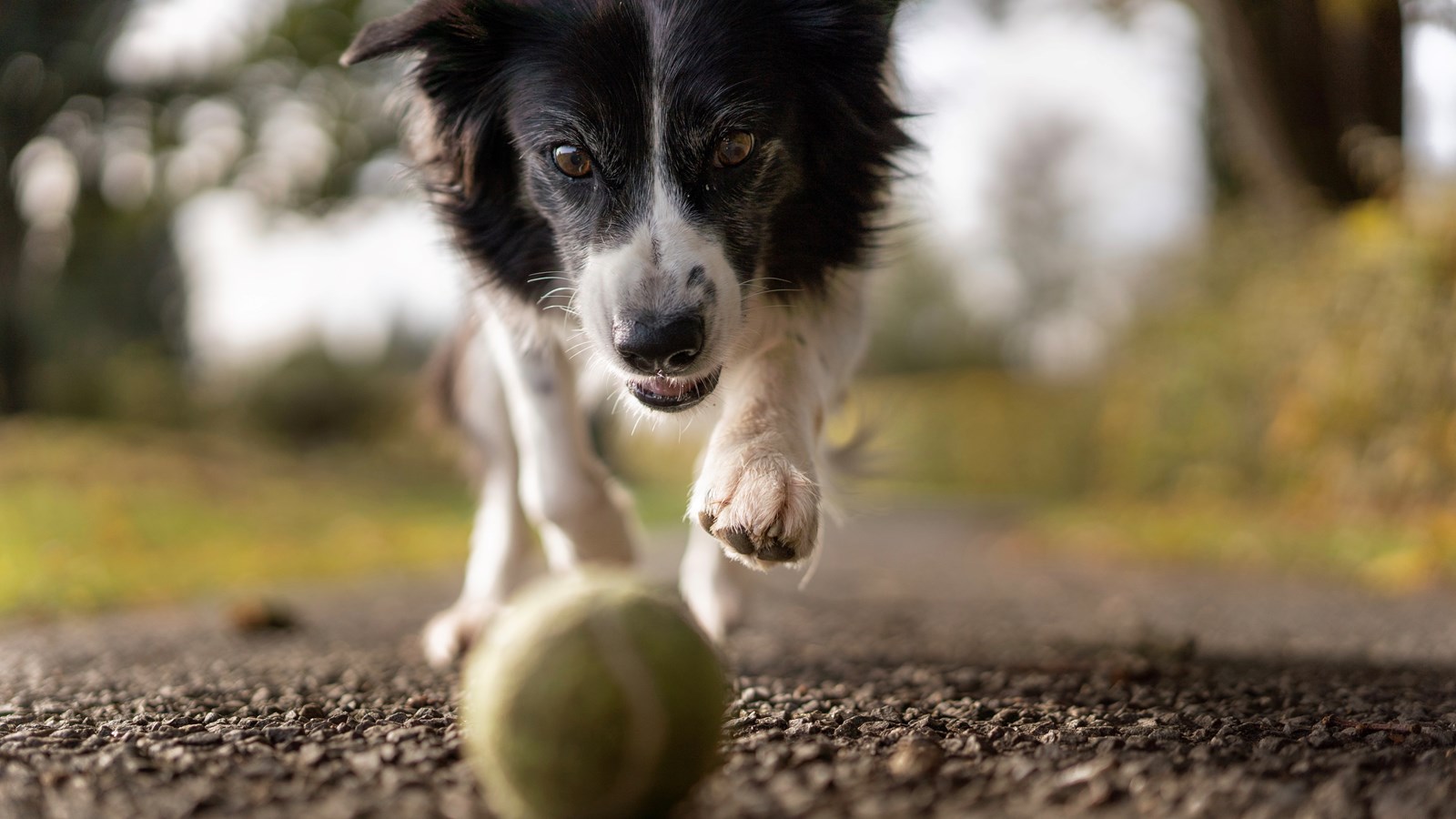 Rappel de courtoisie pour les propriétaires de chiens à Trois-Rivières