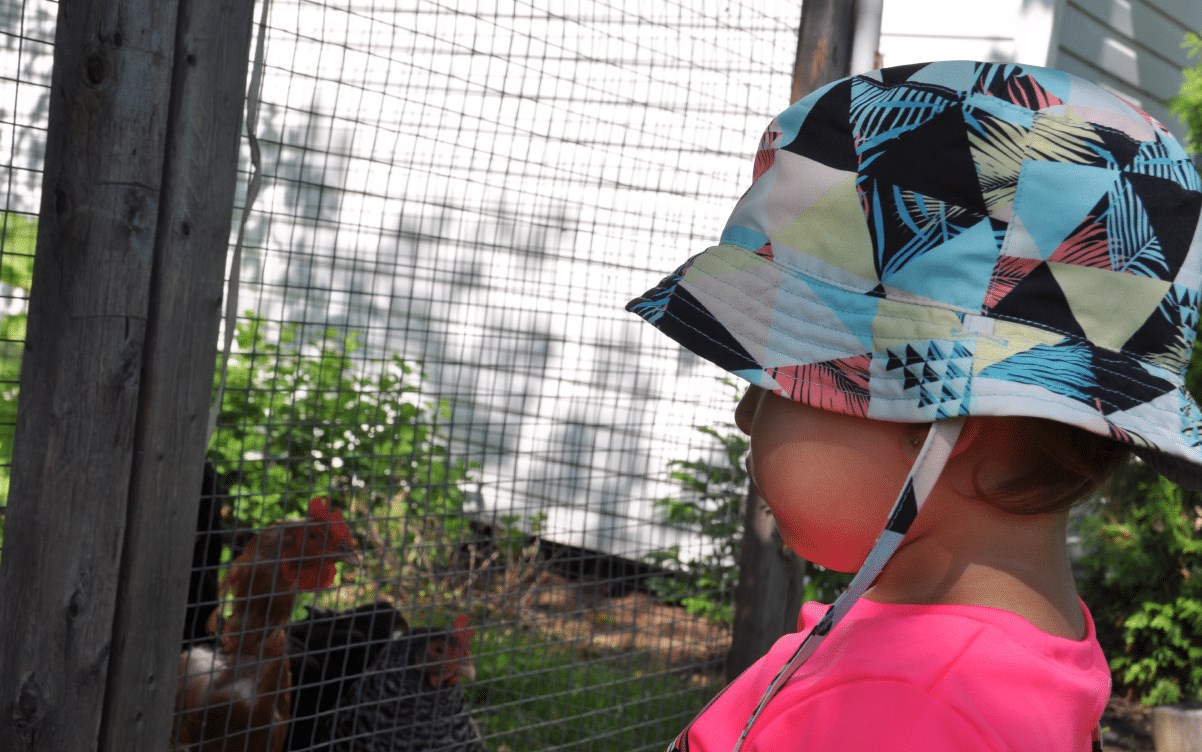 Le nombre de permis de garde de poule pondeuse grimpera à 50 à Shawinigan.