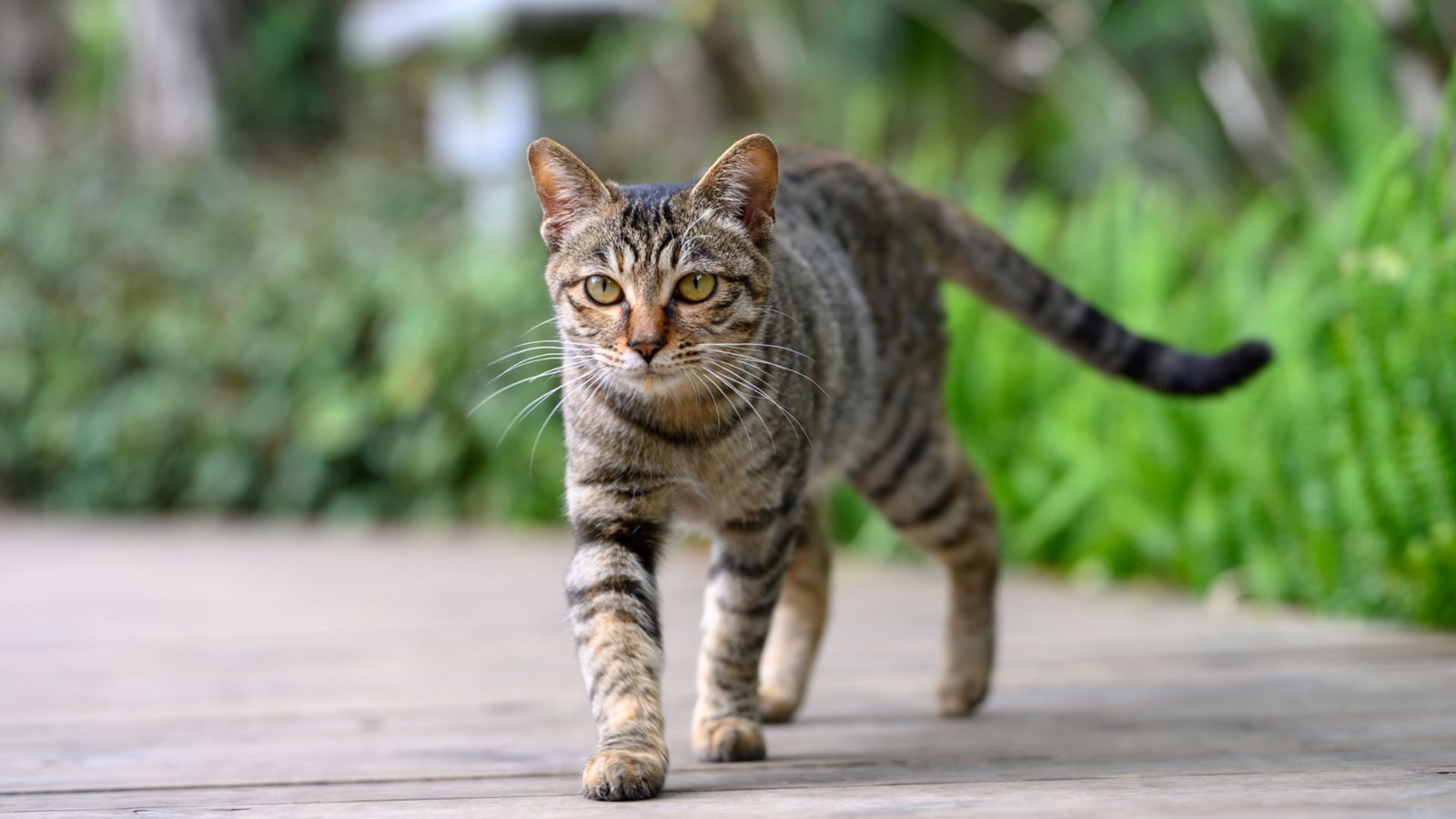Un programme pilote à Shawinigan pour mieux gérer les chats errants