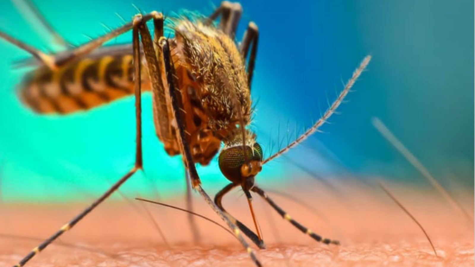 Shawinigan reconduit son programme de contrôle des insectes piqueurs