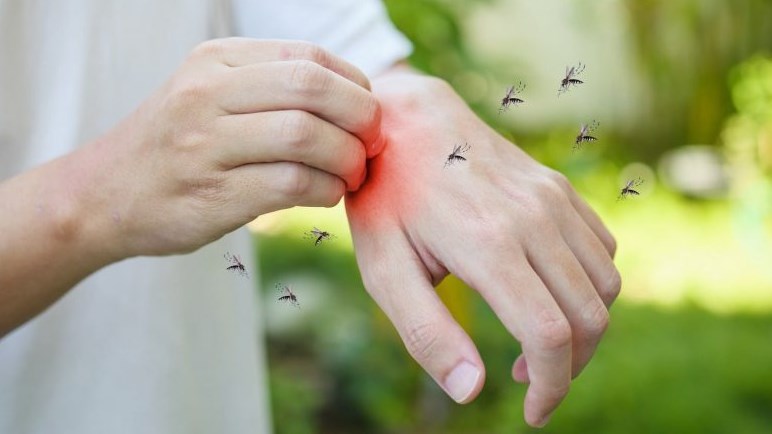 Début du traitement pour le contrôle des insectes piqueurs