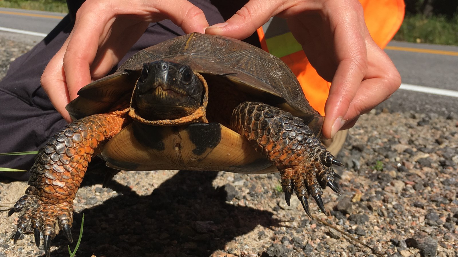 Tortue des bois