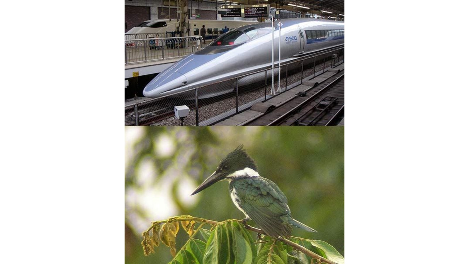 Nature inspirante et Techno inspirée au Musée de l’ingéniosité
