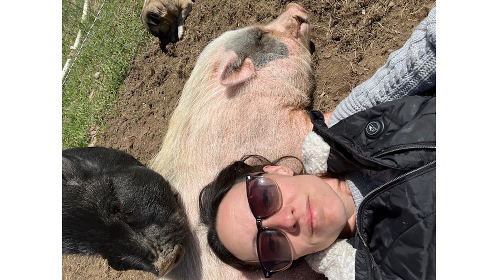 Un refuge à Stoke sauve les micro-cochons