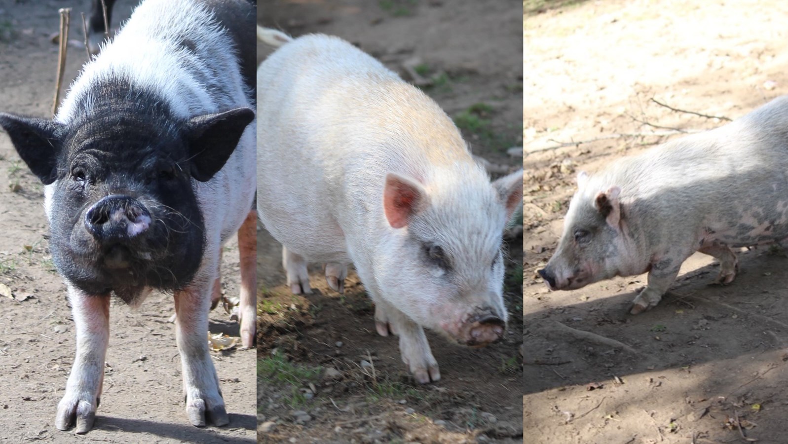Pépé, huit ans, Rose, trois ans et Bella, sept ans.