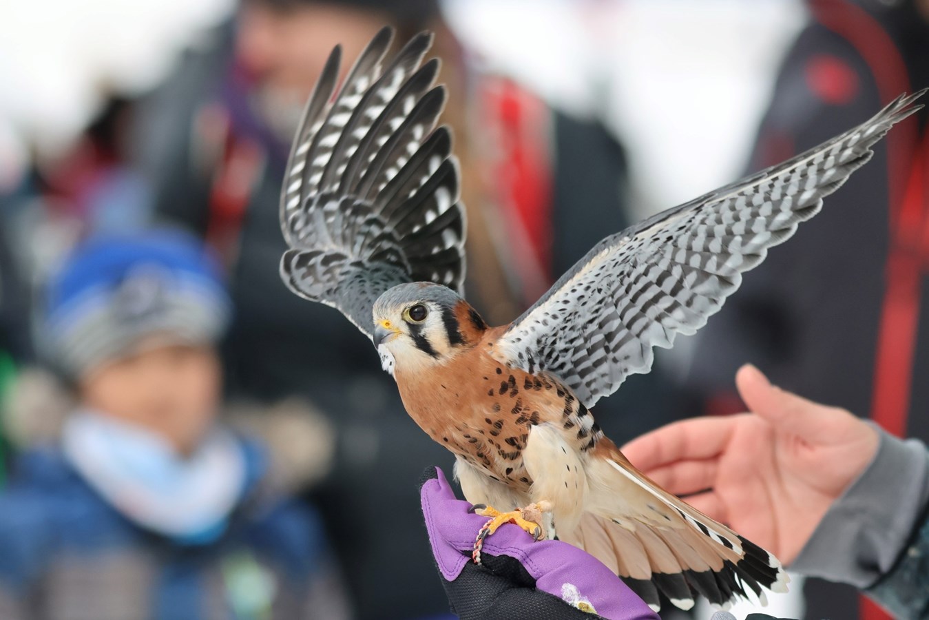 Les oiseaux de proie s’invitent au Carnaval de Saint-Claude