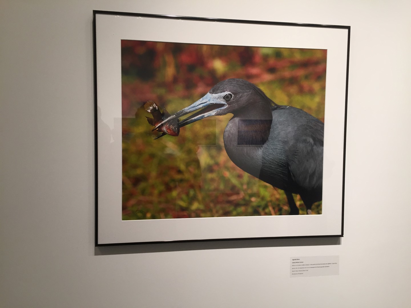 L'oeuvre qui interpelle le plus Gabriel Bélisle-Couture parmi les photos de son exposition en raison de la rareté du moment saisi. L'oiseau avec un repas qu'il s'apprête à ingérer. Il faut être vite sur le piton!