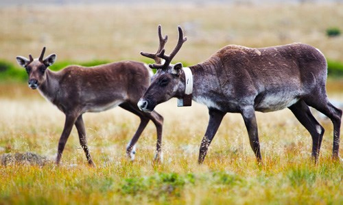L'image est de Frédéric Lesmerises, candidat au doctorat en biologie. L'image est intitulée «Une relève chez les caribous».
