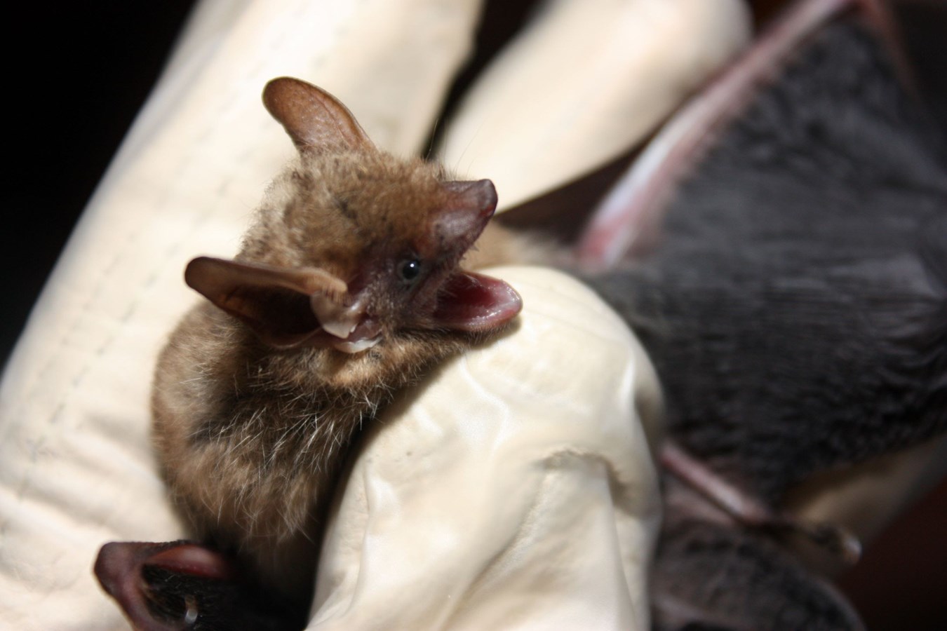 La conservation des chauves-souris, essentielle à la biodiversité