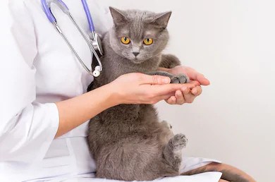 Réouverture du Centre de services animaliers de Rimouski aujourd'hui