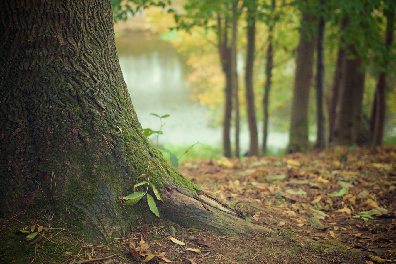 Le Conseil de l'environnement vous invite à renouer avec la nature!
