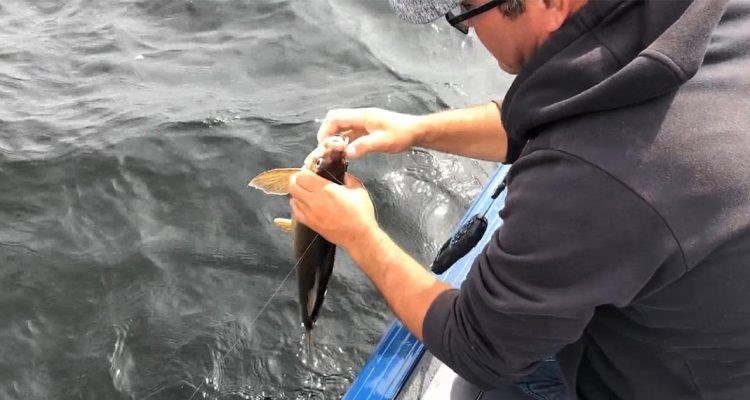 La pêche au corégone, appelé pointu, sera maintenant autorisée annuellement à dates fixes, soit du 15 au 28 octobre inclusivement à la rivière Touladi.